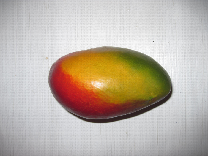 Mangue brésilienne Palmer - Anacardiacées